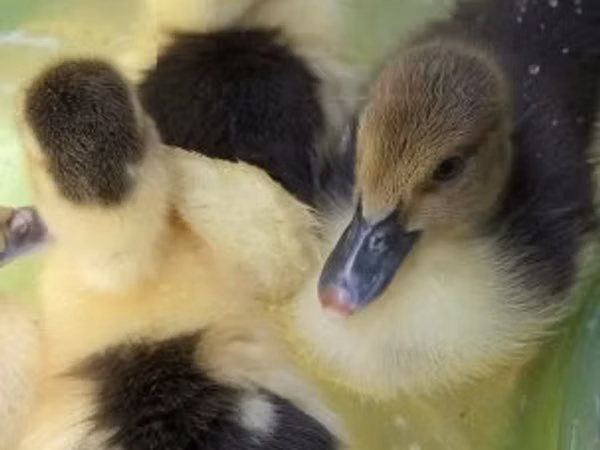 Ducks