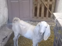 बकरा, Beetal goats — फ़ोटो 6