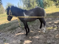 घोड़ी, Australian Pony — फ़ोटो 3