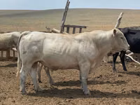 Toro, Raza Auliékol — foto 2