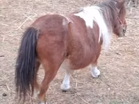母马, Miniature horse — 照片 2