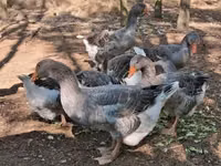 Geese — foto 5