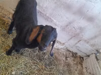 عنزة, Nubian Goat — الصورة 3