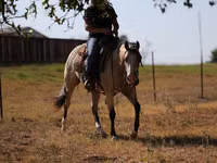 घोड़ी, Quarter Horse — फ़ोटो 3