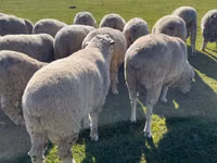 मेढ़ा, Australian merinos sheep — फ़ोटो 1