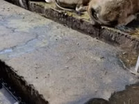 母牛, Aubrac cattle — 照片 3