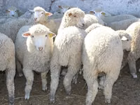 Ram, Kuibyshev sheep — photo 2