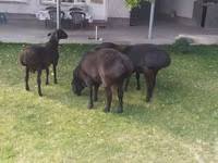 मेढ़ा, भेड़ — फ़ोटो 1