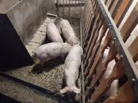 Schweine (Partie, Geschlecht nicht angegeben) — Foto 6