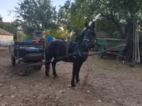 Hengst, Nonius horse — Foto 6