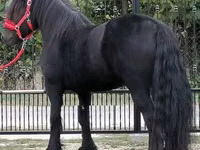 حصان, Fell pony — الصورة 2