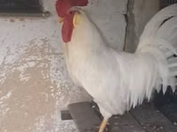 लेघोर्न — फ़ोटो 2