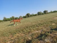 حصان, Akhal-Teke — الصورة 2