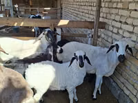 Sheep (batch, sex not specified), Sheep — photo 5