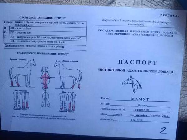 Hengst, Akhal-Teke