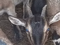 Goats (batch, sex not specified), Goats — photo 2