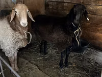 公羊, Rhon sheep — 照片 7