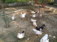Ducks — foto 5