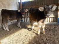 Rinder (Partie, Geschlecht nicht angegeben), Swiss cattle — Foto 1