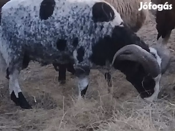 मेढ़ा, Jacob's sheep