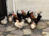 Chickens — photo 2