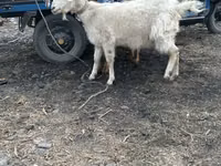 Goat, Goats — photo 2