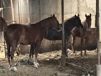 Hengst, Horse breed — Foto 1