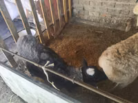 Widder, Rhon sheep — Foto 1