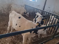 ثور, Russian Black pied cattle — الصورة 7