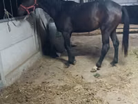 فرس, Friesian sport horse — الصورة 3