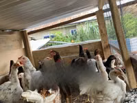 Chickens — photo 3