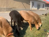 绵羊（批次，未指定性别）, Arashan sheep — 照片 5
