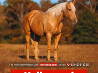 Hengst, Quarter Horse — Foto 1