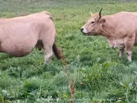 Cow, Aubrac cattle — photo 2