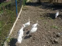 Turkeys — الصورة 3