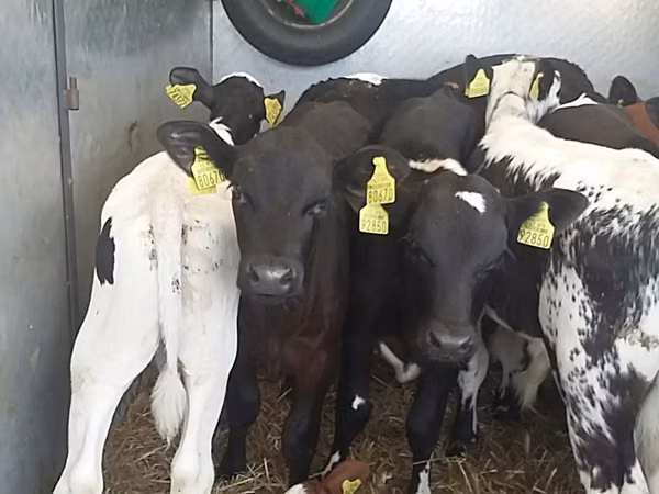 सांड, Simmental cattle