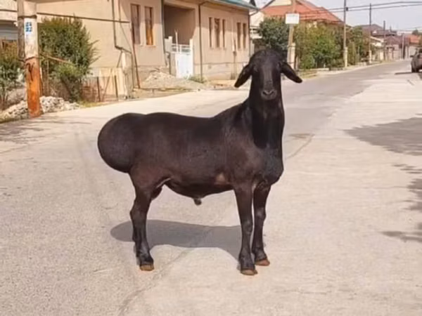 كبش, الأغنام