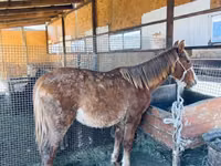 Horse (M), Horses — photo 1