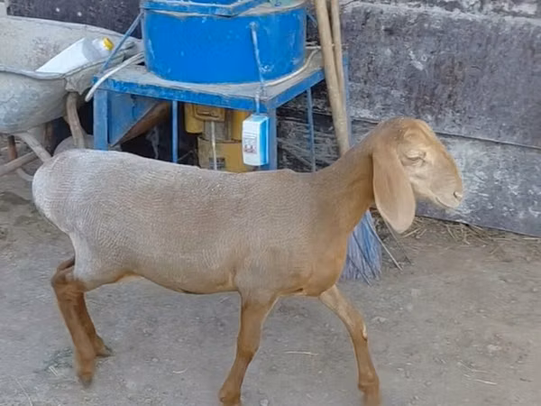 Schaf, Arashan sheep