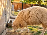 نعجة, British  Milksheep — الصورة 2