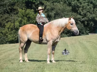 Hengst, Haflinger — Foto 1