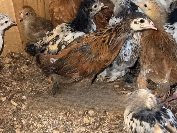 Brahma