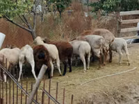 मेढ़ा, Kazakh meat-wool sheep — फ़ोटो 3