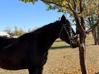 Stute, Horse breed — Foto 1