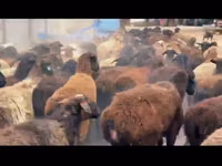نعجة, الأغنام — الصورة 1