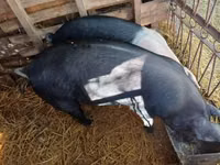 Pigs (batch, sex not specified), Pigs — photo 2