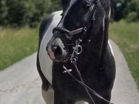 خيول (دفعة، الجنس غير محدد), Horse breed — الصورة 6