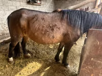 فرس, Horse breed — الصورة 1
