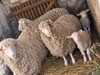 Schafe (Partie, Geschlecht nicht angegeben), Schafe — Foto 4