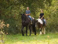 Hengst, Friesian — Foto 2